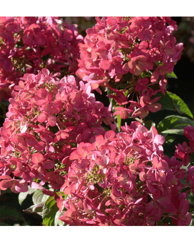 Гортензія волотиста `Петіт Чері` | Hydrangea paniculata `Petit Cherry` | Гортензия метельчатая `Петит Чери`