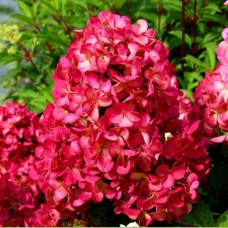 Гортензія волотиста `Петіт Чері` | Hydrangea paniculata `Petit Cherry` | Гортензия метельчатая `Петит Чери`