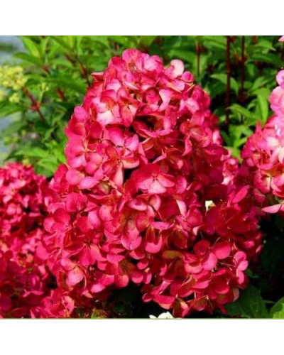 Гортензія волотиста `Петіт Чері` | Hydrangea paniculata `Petit Cherry` | Гортензия метельчатая `Петит Чери`