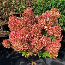 Гортензія волотиста `Петіт Чері` | Hydrangea paniculata `Petit Cherry` | Гортензия метельчатая `Петит Чери`