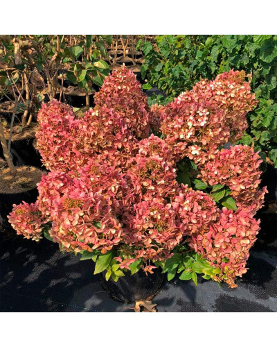 Гортензія волотиста `Петіт Чері` | Hydrangea paniculata `Petit Cherry` | Гортензия метельчатая `Петит Чери`