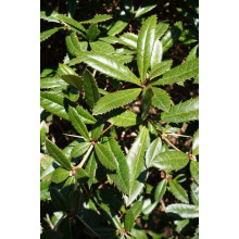 Барбарис Юліана | Berberis julianae | Барбарис Юлиана