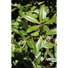 Барбарис Юліана | Berberis julianae | Барбарис Юлиана