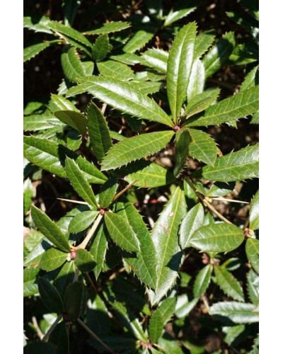 Барбарис Юліана | Berberis julianae | Барбарис Юлиана