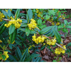 Барбарис Юліана | Berberis julianae | Барбарис Юлиана