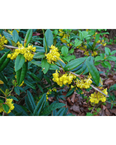 Барбарис Юліана | Berberis julianae | Барбарис Юлиана