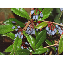 Барбарис Юліана | Berberis julianae | Барбарис Юлиана