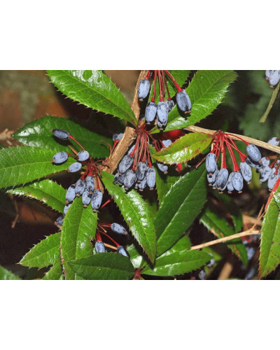 Барбарис Юліана | Berberis julianae | Барбарис Юлиана