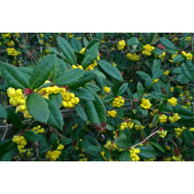 Барбарис Юліана | Berberis julianae | Барбарис Юлиана