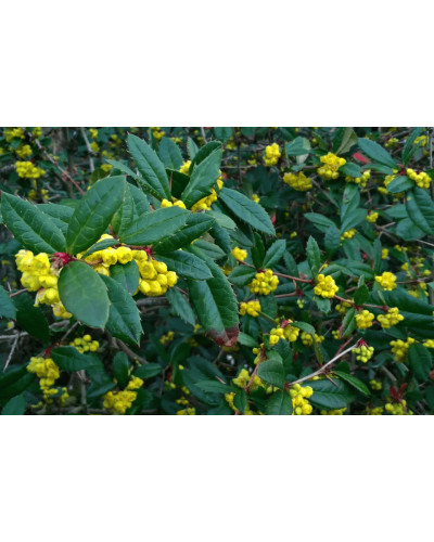 Барбарис Юліана | Berberis julianae | Барбарис Юлиана