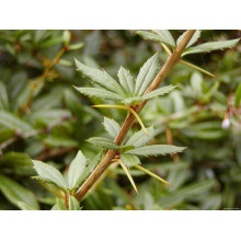 Барбарис Юліана | Berberis julianae | Барбарис Юлиана