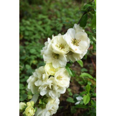 Айва красива Юкіготен на штамбі | Сhaenomeles speciosa Yukigoten on shtambe | Айва прекрасная Юкиготен на штамбе