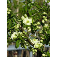 Айва красива Юкіготен на штамбі | Сhaenomeles speciosa Yukigoten on shtambe | Айва прекрасная Юкиготен на штамбе