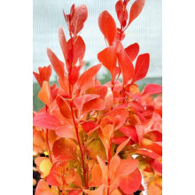 Барбарис тунберга Оранж Айс | Berberis thunbergii Orange Ice | Барбарис тунберга Оранж Айс