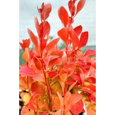 Барбарис тунберга Оранж Айс | Berberis thunbergii Orange Ice | Барбарис тунберга Оранж Айс