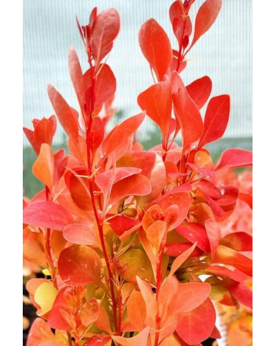 Барбарис тунберга Оранж Айс | Berberis thunbergii Orange Ice | Барбарис тунберга Оранж Айс