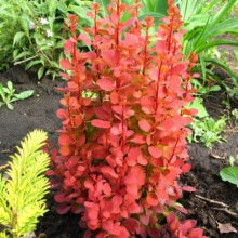 Барбарис тунберга Оранж Айс | Berberis thunbergii Orange Ice | Барбарис тунберга Оранж Айс