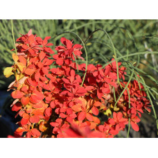 Барбарис тунберга Оранж Айс | Berberis thunbergii Orange Ice | Барбарис тунберга Оранж Айс