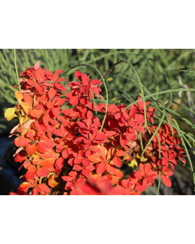 Барбарис тунберга Оранж Айс | Berberis thunbergii Orange Ice | Барбарис тунберга Оранж Айс