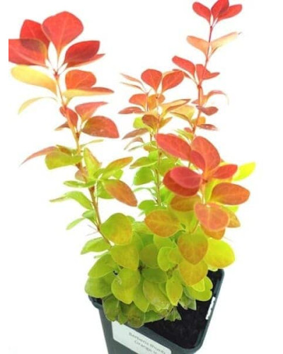 Барбарис тунберга Оранж Айс | Berberis thunbergii Orange Ice | Барбарис тунберга Оранж Айс
