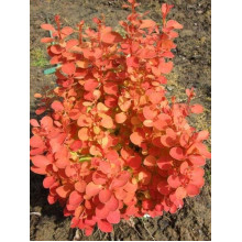 Барбарис тунберга Оранж Айс | Berberis thunbergii Orange Ice | Барбарис тунберга Оранж Айс