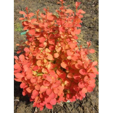 Барбарис тунберга Оранж Айс | Berberis thunbergii Orange Ice | Барбарис тунберга Оранж Айс