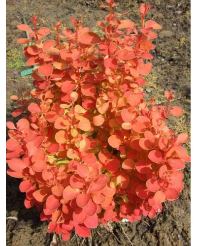 Барбарис тунберга Оранж Айс | Berberis thunbergii Orange Ice | Барбарис тунберга Оранж Айс