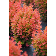 Барбарис Тунберга Флоренс / Барбарис Флоренс | Berberis thunbergii Florence | Барбарис Тунберга Флоренс / Барбарис Флоренс