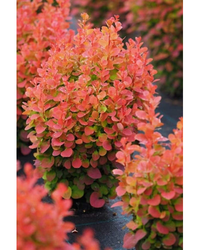Барбарис Тунберга Флоренс / Барбарис Флоренс | Berberis thunbergii Florence | Барбарис Тунберга Флоренс / Барбарис Флоренс
