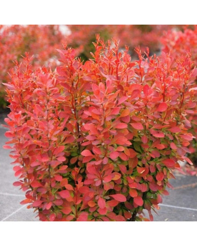 Барбарис Тунберга Флоренс / Барбарис Флоренс | Berberis thunbergii Florence | Барбарис Тунберга Флоренс / Барбарис Флоренс