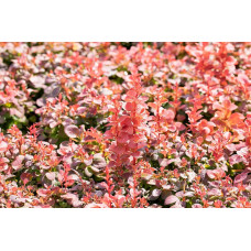 Барбарис Тунберга Флоренс / Барбарис Флоренс | Berberis thunbergii Florence | Барбарис Тунберга Флоренс / Барбарис Флоренс