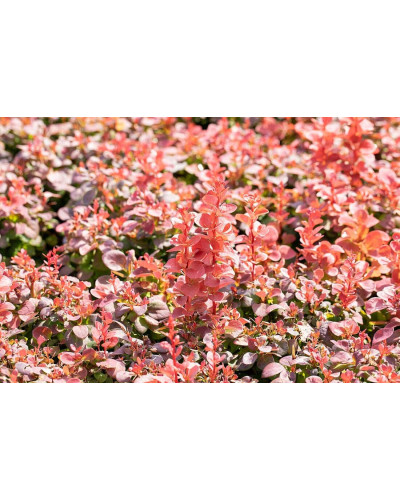 Барбарис Тунберга Флоренс / Барбарис Флоренс | Berberis thunbergii Florence | Барбарис Тунберга Флоренс / Барбарис Флоренс