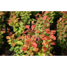 Барбарис Тунберга Флоренс / Барбарис Флоренс | Berberis thunbergii Florence | Барбарис Тунберга Флоренс / Барбарис Флоренс
