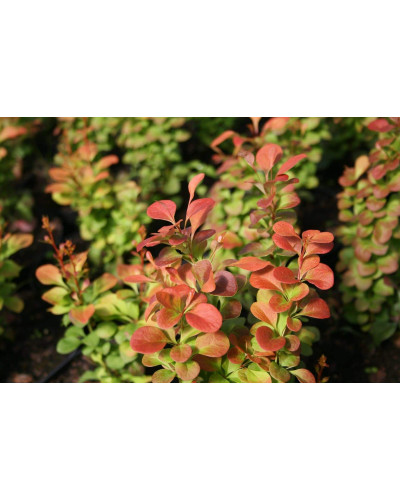 Барбарис Тунберга Флоренс / Барбарис Флоренс | Berberis thunbergii Florence | Барбарис Тунберга Флоренс / Барбарис Флоренс