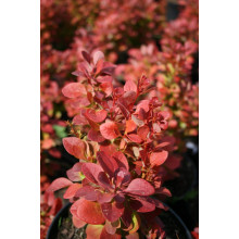 Барбарис Тунберга Флоренс / Барбарис Флоренс | Berberis thunbergii Florence | Барбарис Тунберга Флоренс / Барбарис Флоренс