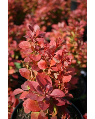 Барбарис Тунберга Флоренс / Барбарис Флоренс | Berberis thunbergii Florence | Барбарис Тунберга Флоренс / Барбарис Флоренс