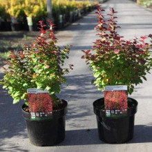 Барбарис Тунберга Флоренс / Барбарис Флоренс | Berberis thunbergii Florence | Барбарис Тунберга Флоренс / Барбарис Флоренс