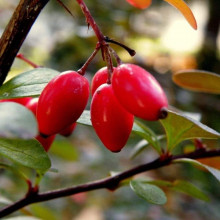 Барбарис Тунберга Флоренс / Барбарис Флоренс | Berberis thunbergii Florence | Барбарис Тунберга Флоренс / Барбарис Флоренс