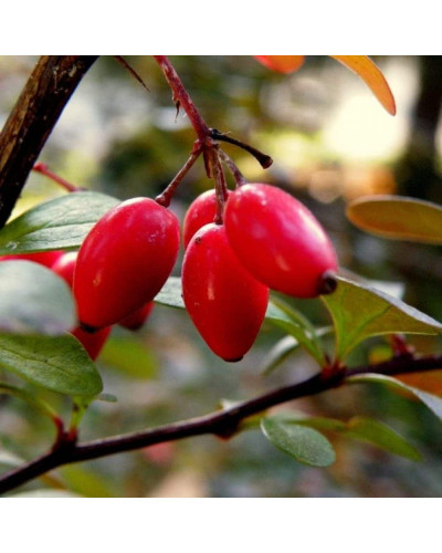 Барбарис Тунберга Флоренс / Барбарис Флоренс | Berberis thunbergii Florence | Барбарис Тунберга Флоренс / Барбарис Флоренс