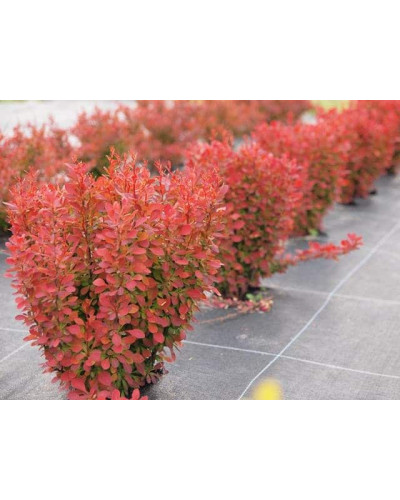 Барбарис Тунберга Флоренс / Барбарис Флоренс | Berberis thunbergii Florence | Барбарис Тунберга Флоренс / Барбарис Флоренс