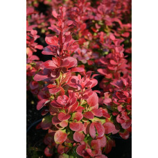 Барбарис Тунберга Флоренс / Барбарис Флоренс | Berberis thunbergii Florence | Барбарис Тунберга Флоренс / Барбарис Флоренс