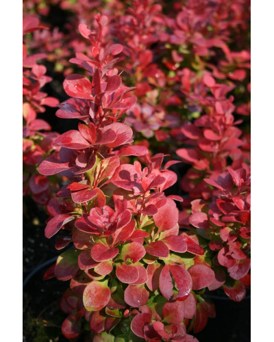 Барбарис Тунберга Флоренс / Барбарис Флоренс | Berberis thunbergii Florence | Барбарис Тунберга Флоренс / Барбарис Флоренс
