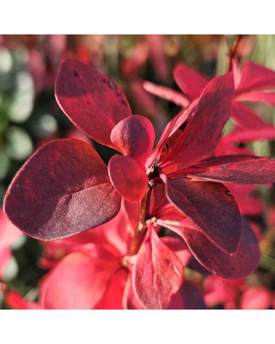 Барбарис тунберга Шоколат Саммер | Berberis thunbergii Chocolate Summer | Барбарис тунберга Шоколат Саммер