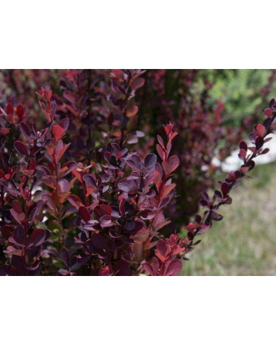 Барбарис тунберга Шоколат Саммер | Berberis thunbergii Chocolate Summer | Барбарис тунберга Шоколат Саммер