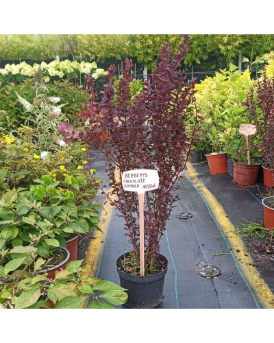 Барбарис тунберга Шоколат Саммер | Berberis thunbergii Chocolate Summer | Барбарис тунберга Шоколат Саммер