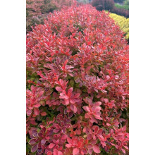Барбарис тунберга Корал | Berberis thunbergii Coral | Барбарис тунберга Корал