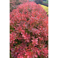 Барбарис тунберга Корал | Berberis thunbergii Coral | Барбарис тунберга Корал