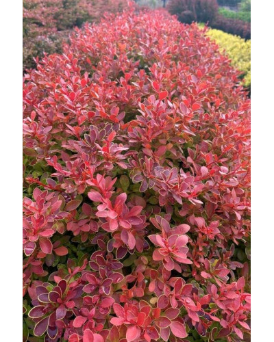 Барбарис тунберга Корал | Berberis thunbergii Coral | Барбарис тунберга Корал