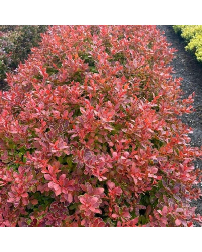 Барбарис тунберга Корал | Berberis thunbergii Coral | Барбарис тунберга Корал