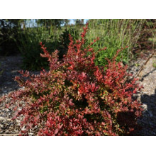 Барбарис тунберга Корал | Berberis thunbergii Coral | Барбарис тунберга Корал